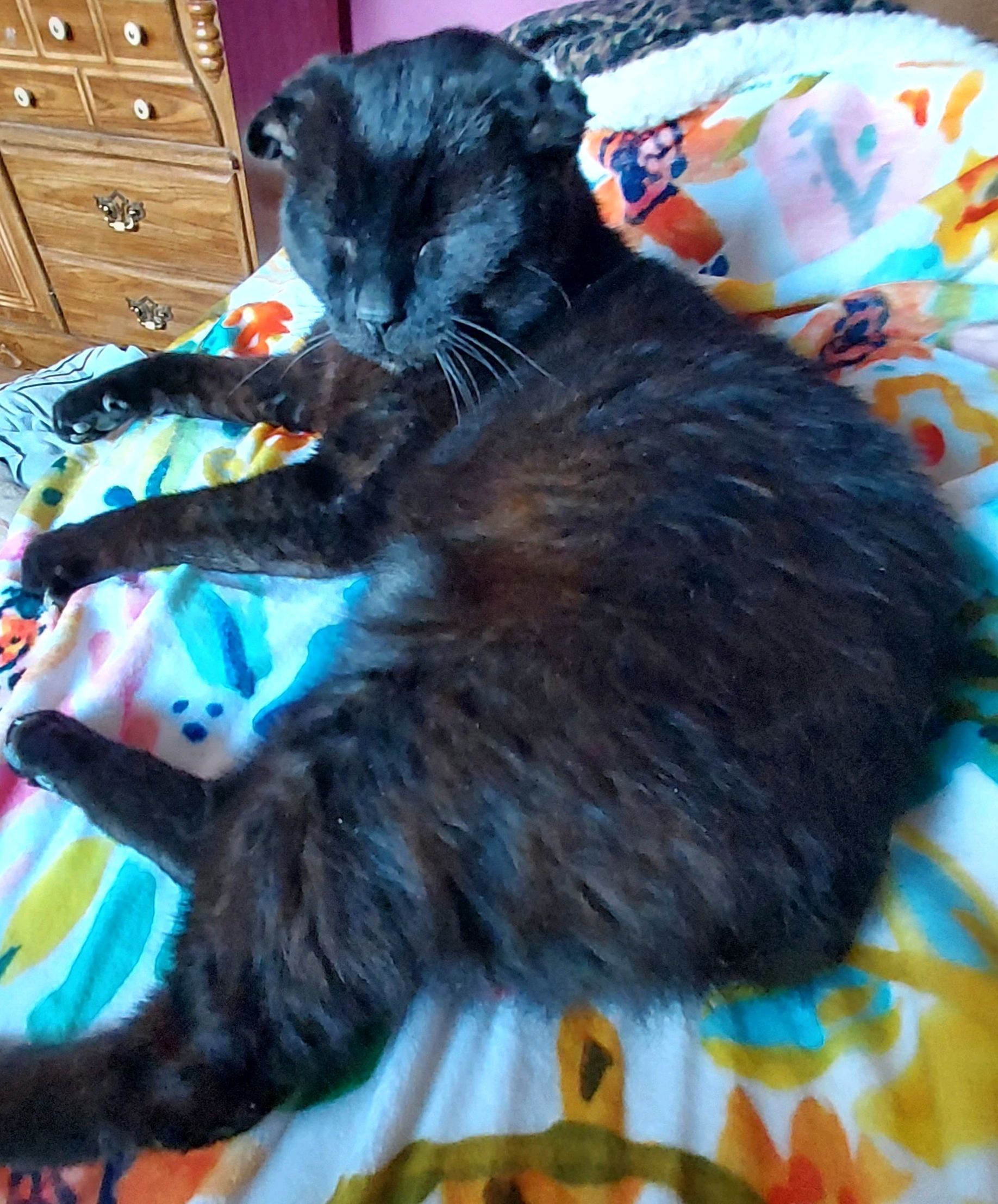 Enlarge Jack, a Adopted Manx in Cincinnati, OH image 2/5