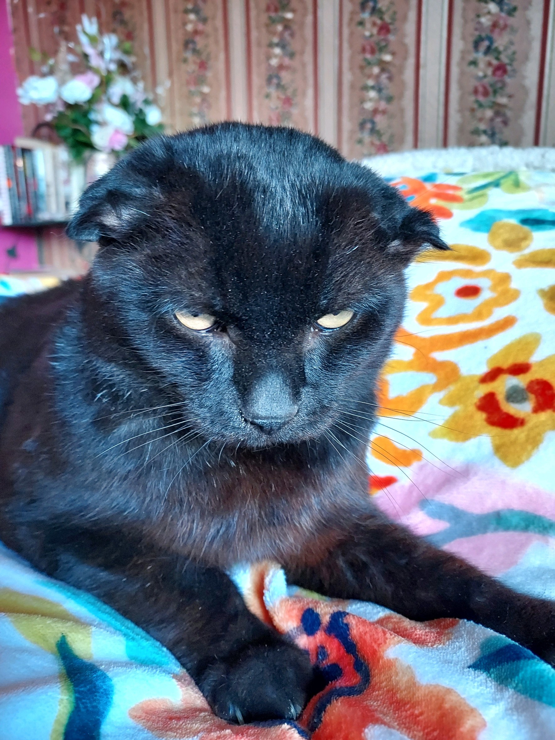 Enlarge Jack, a Adopted Manx in Cincinnati, OH image 3/5