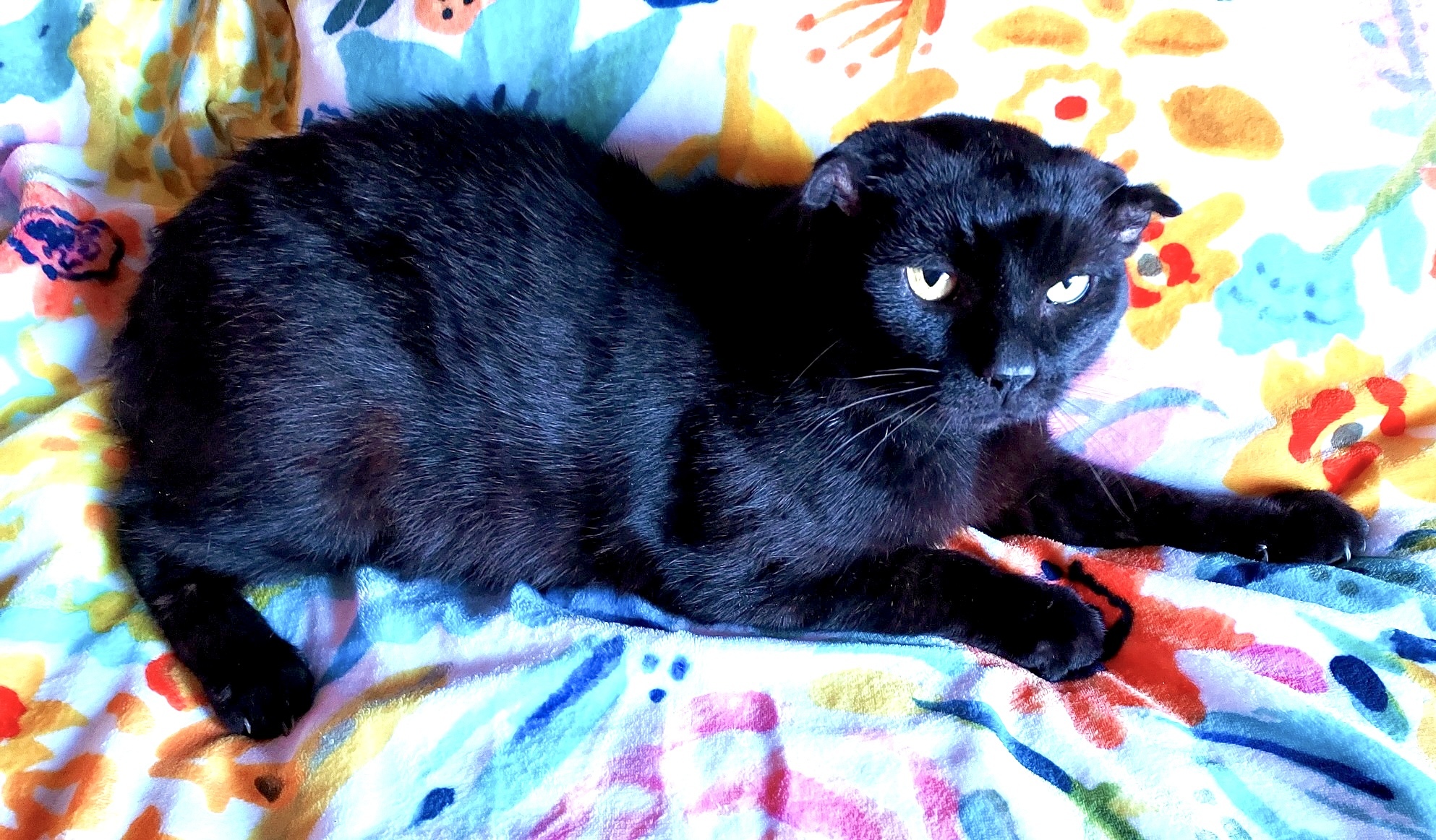 Enlarge Jack, a Adopted Manx in Cincinnati, OH image 4/5