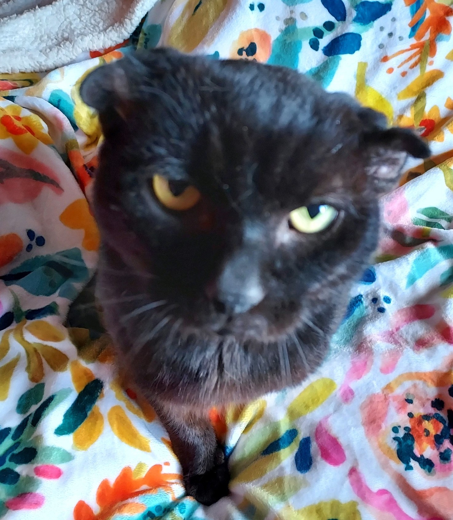 Enlarge Jack, a Adopted Manx in Cincinnati, OH image 5/5