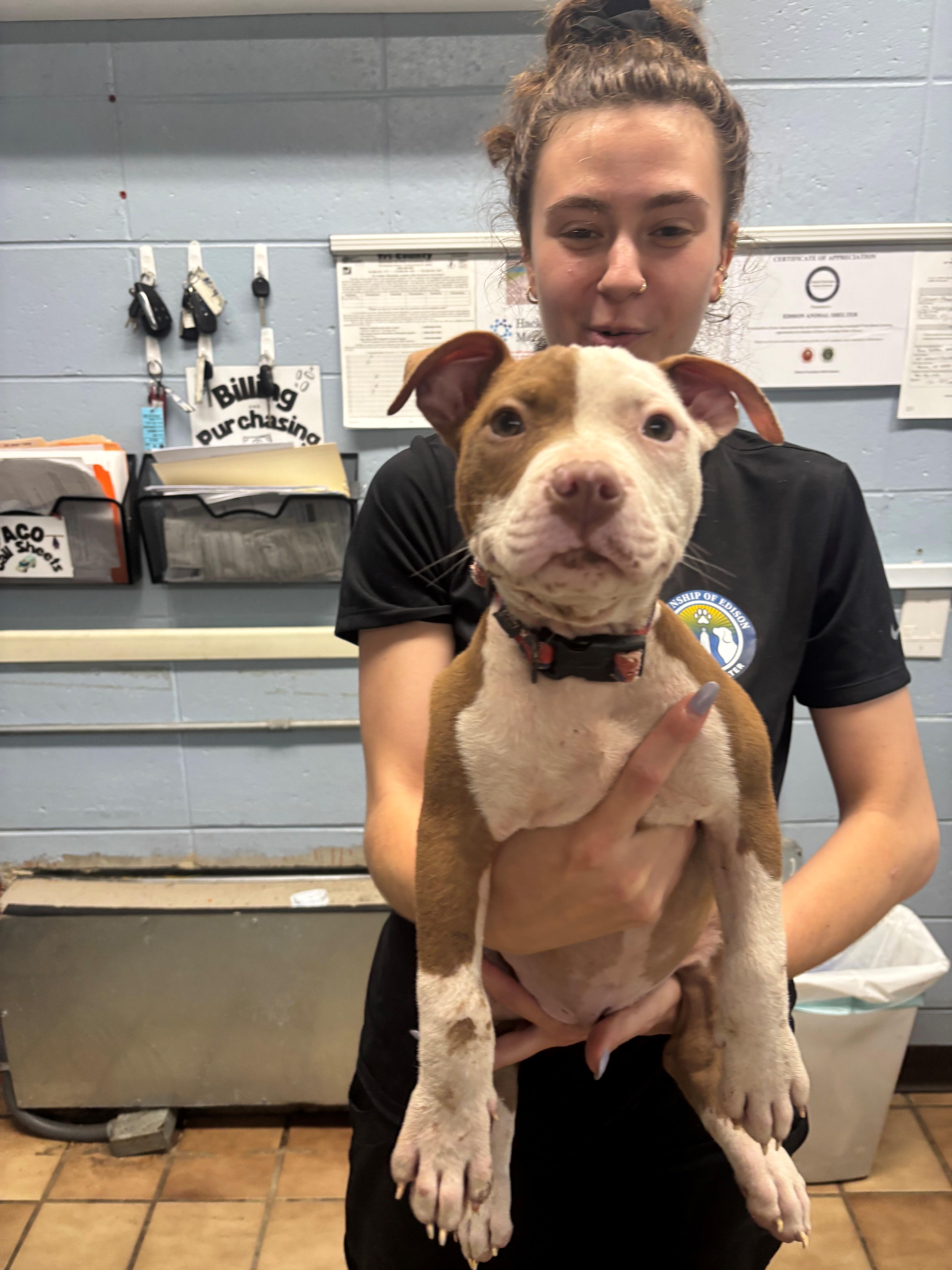 Enlarge Brooklyn, an adopted Pit Bull Terrier in Edison, NJ image 1/2