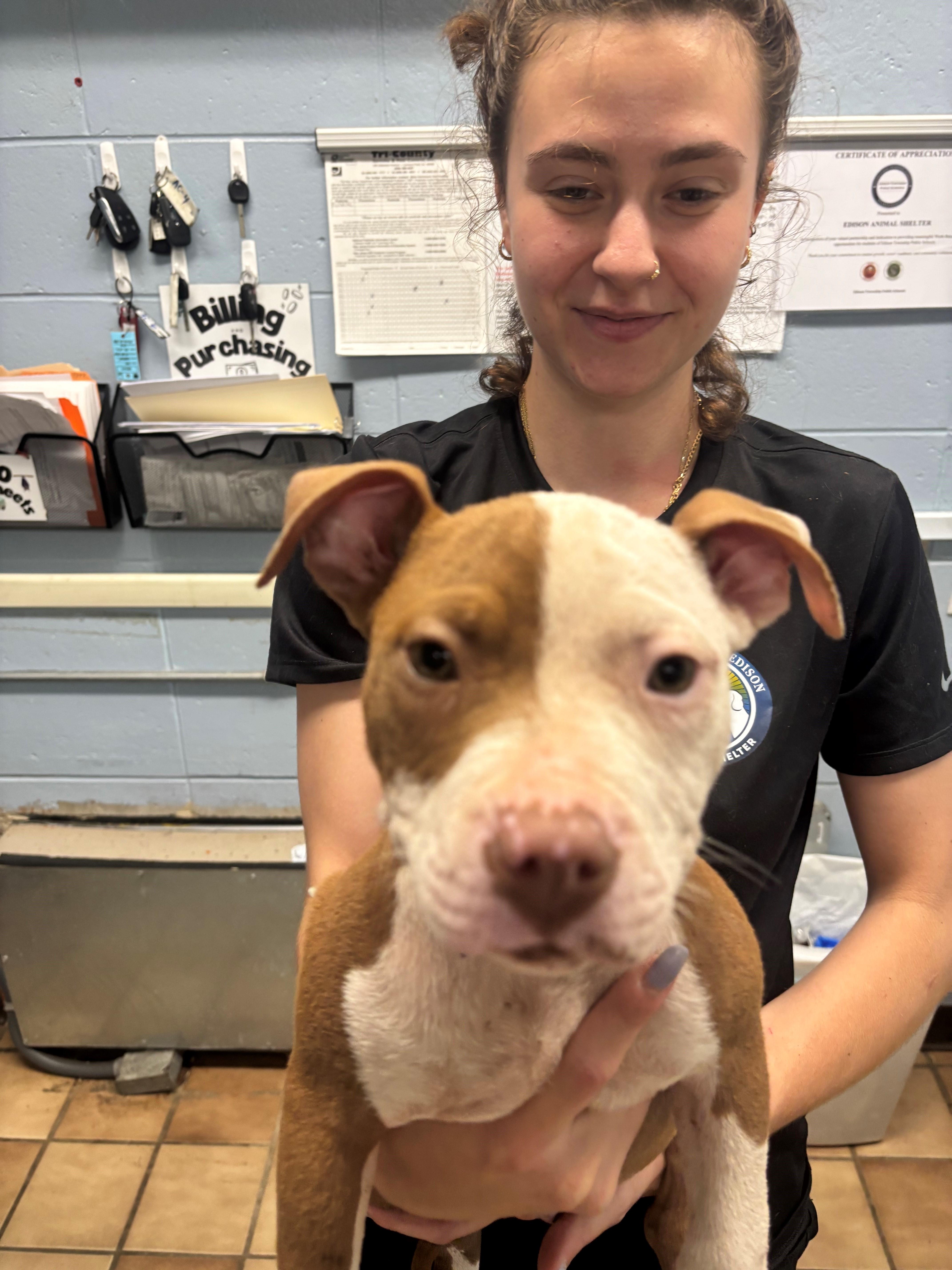 Enlarge Brooklyn, an adopted Pit Bull Terrier in Edison, NJ image 2/2