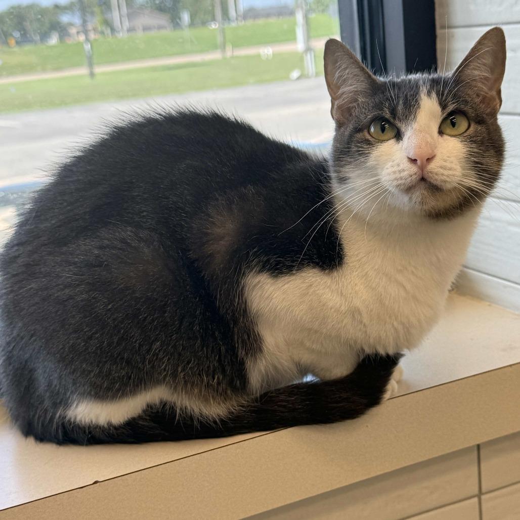 Christina, Adoptable, Adult Female Domestic Short Hair.