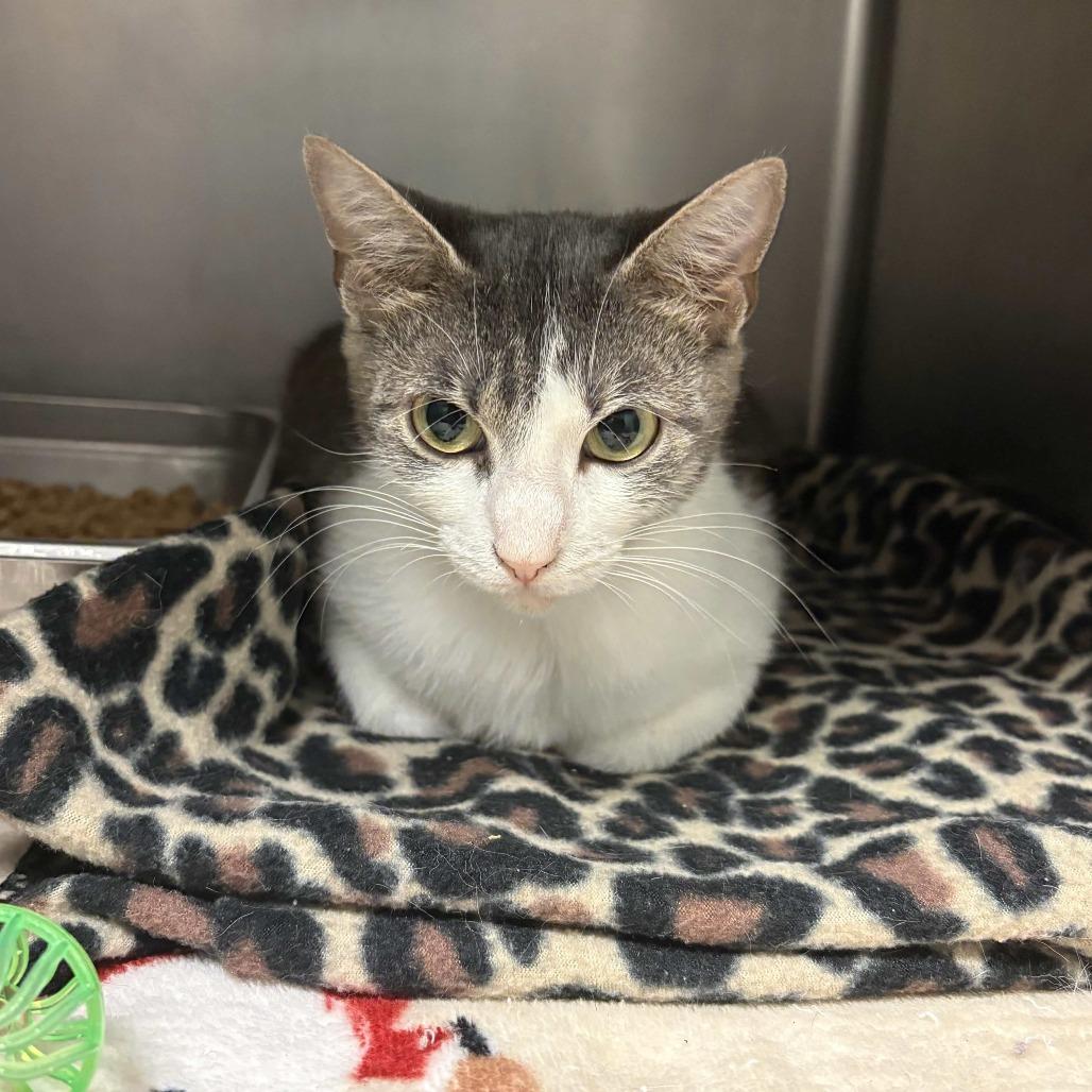 Christina, Adoptable, Adult Female Domestic Short Hair.