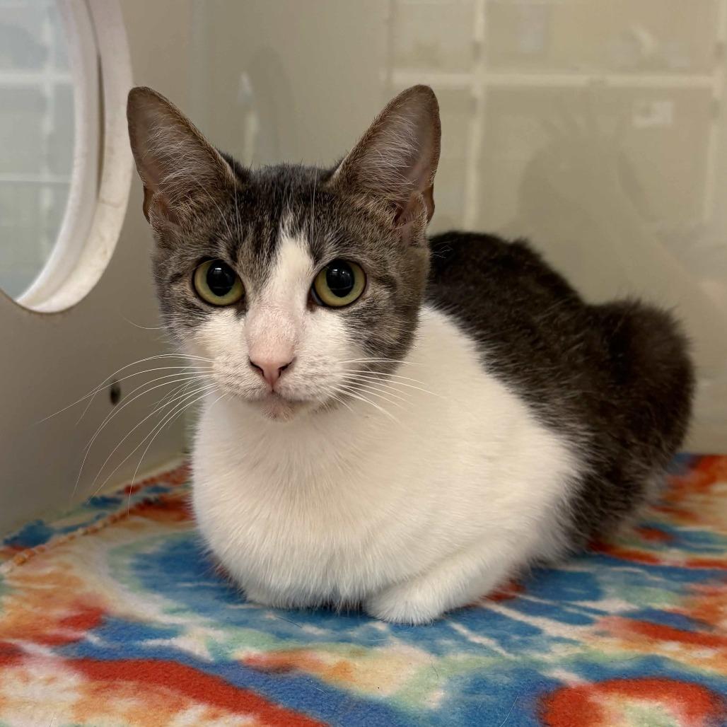 Christina, a Adoptable Domestic Short Hair in Beaumont, TX image 2/2