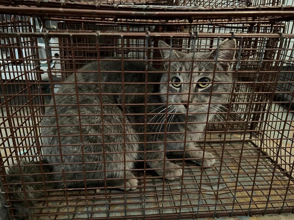 Enlarge Spoof, a Adoptable mixed breed in Brownwood, TX image 1/1