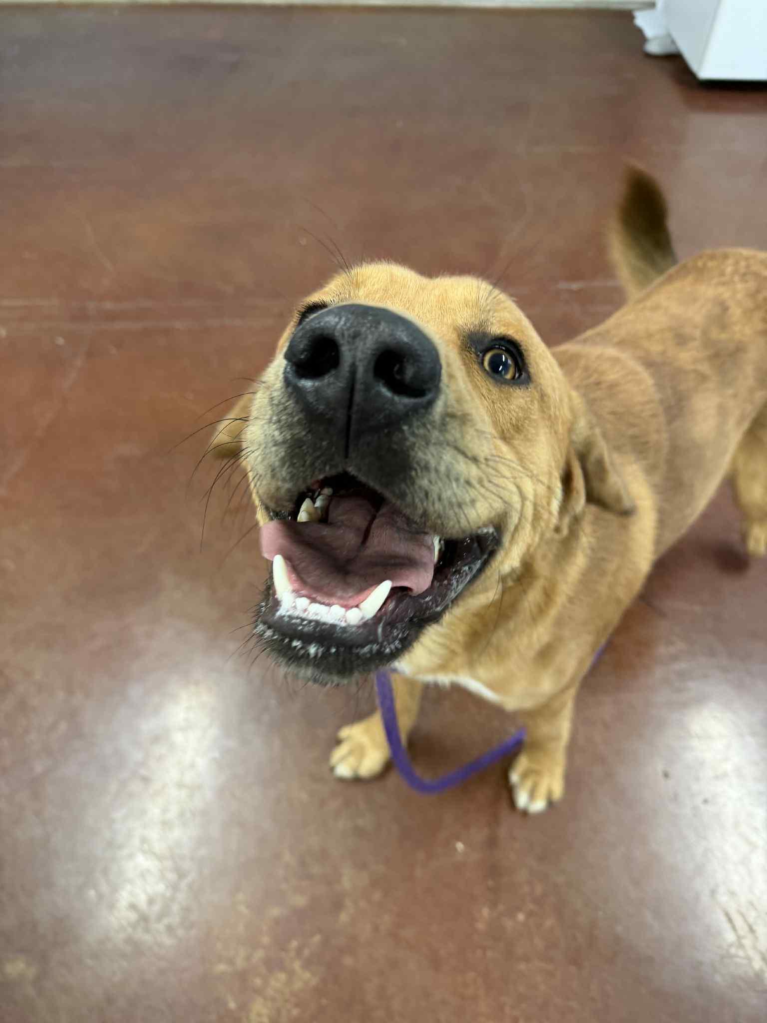 Enlarge Reggie, a Adoptable mixed breed in Shelbyville, KY image 1/5