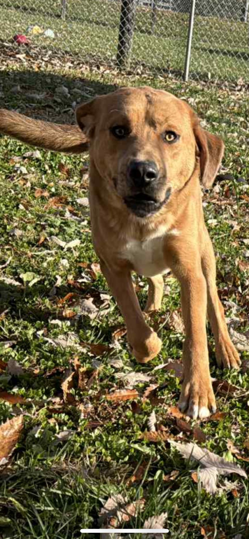 Enlarge Reggie, a Adoptable mixed breed in Shelbyville, KY image 2/5