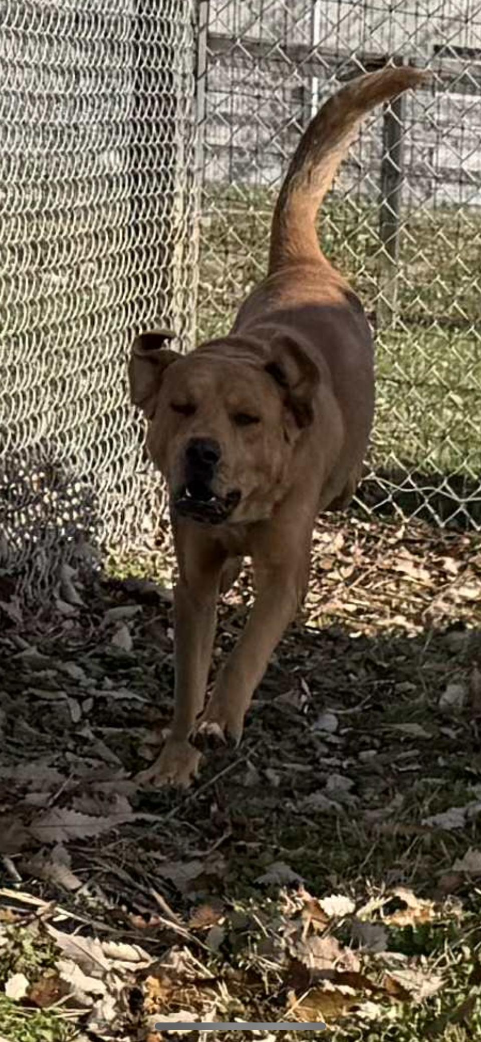 Enlarge Reggie, a Adoptable mixed breed in Shelbyville, KY image 3/5