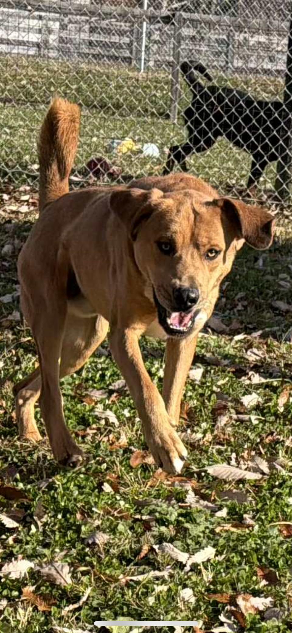Enlarge Reggie, a Adoptable mixed breed in Shelbyville, KY image 4/5