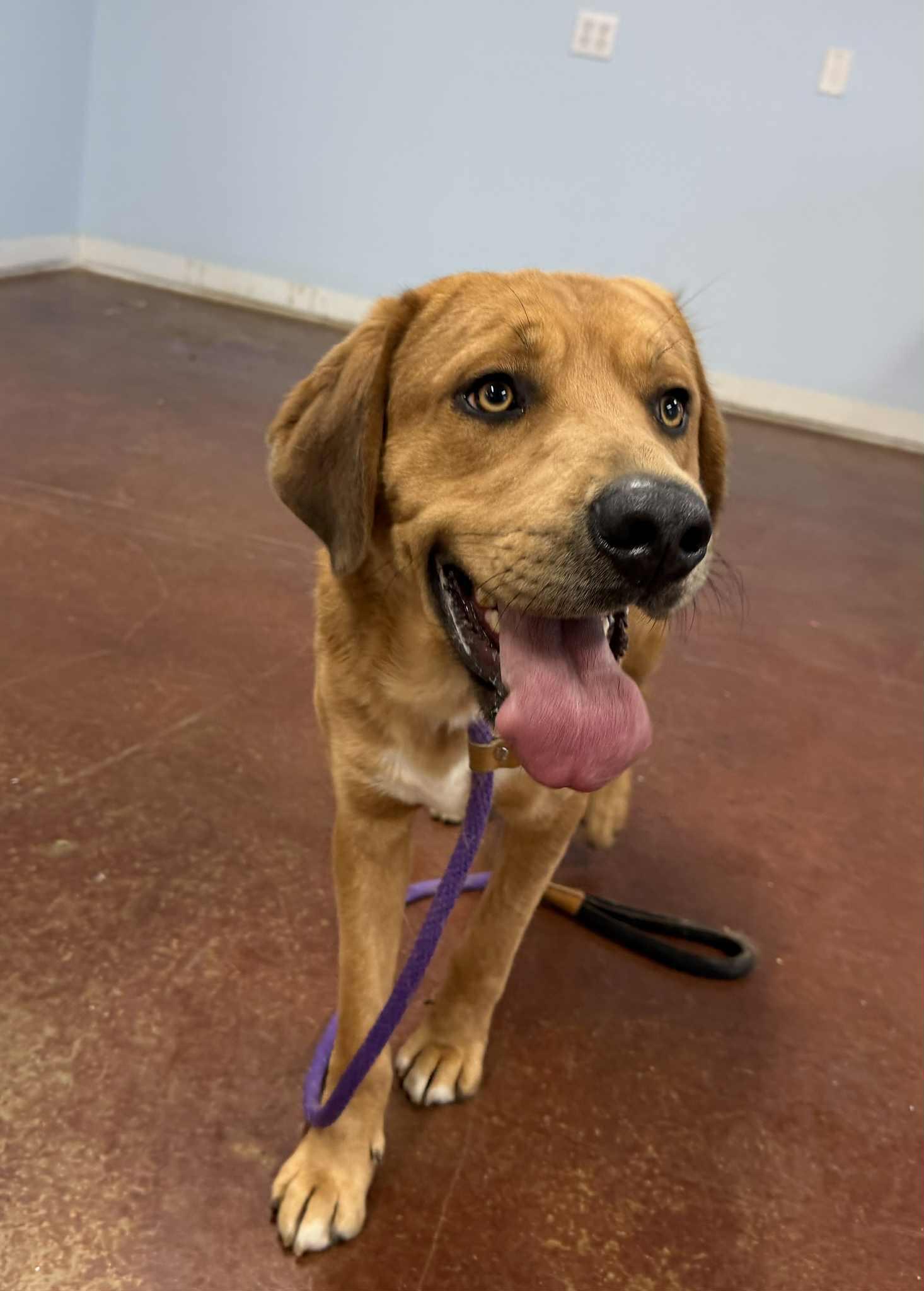 Enlarge Reggie, a Adoptable mixed breed in Shelbyville, KY image 5/5