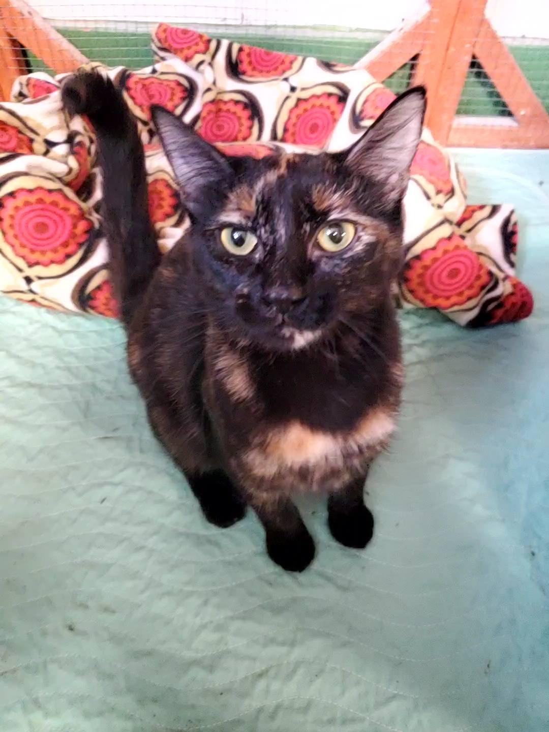Mewie, ADOPTABLE, Kitten Female Domestic Short Hair.