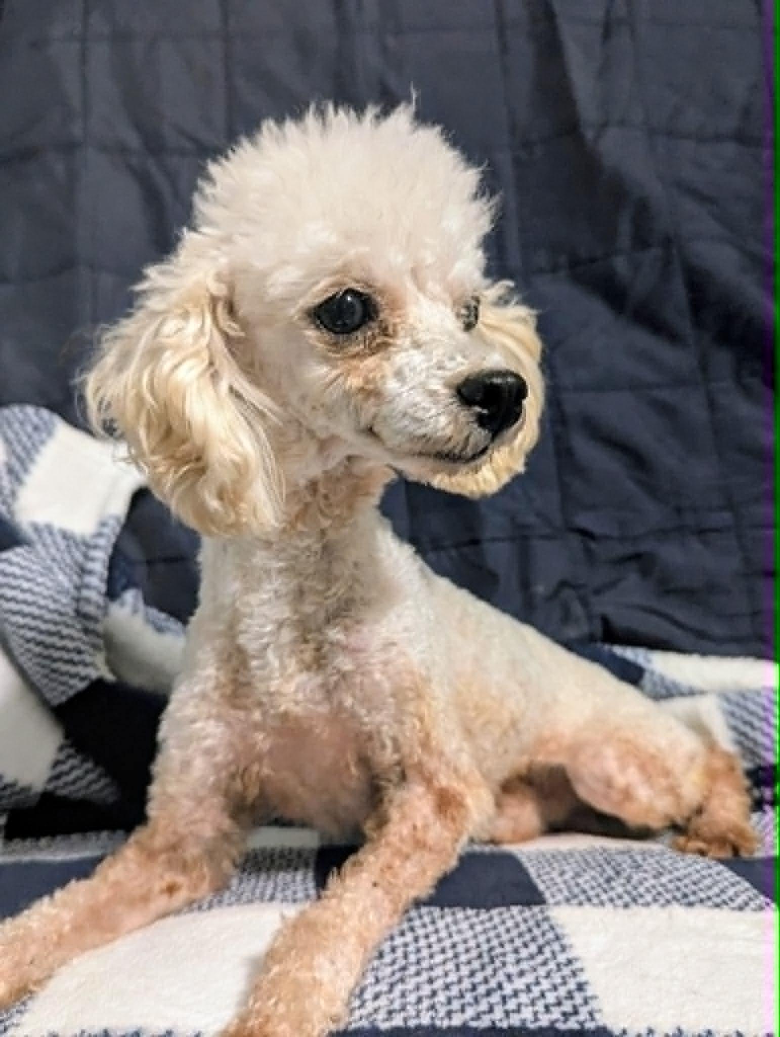 Cash, Adoptable, Young Male Poodle (Toy).
