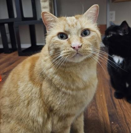 Enlarge Rusty, a ADOPTABLE Domestic Short Hair in Meadow Lake, SK image 3/3