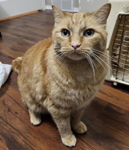 Enlarge Rusty, a ADOPTABLE Domestic Short Hair in Meadow Lake, SK image 2/3