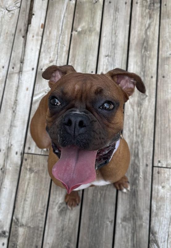 Mia, Adopted, Young Female Boxer.