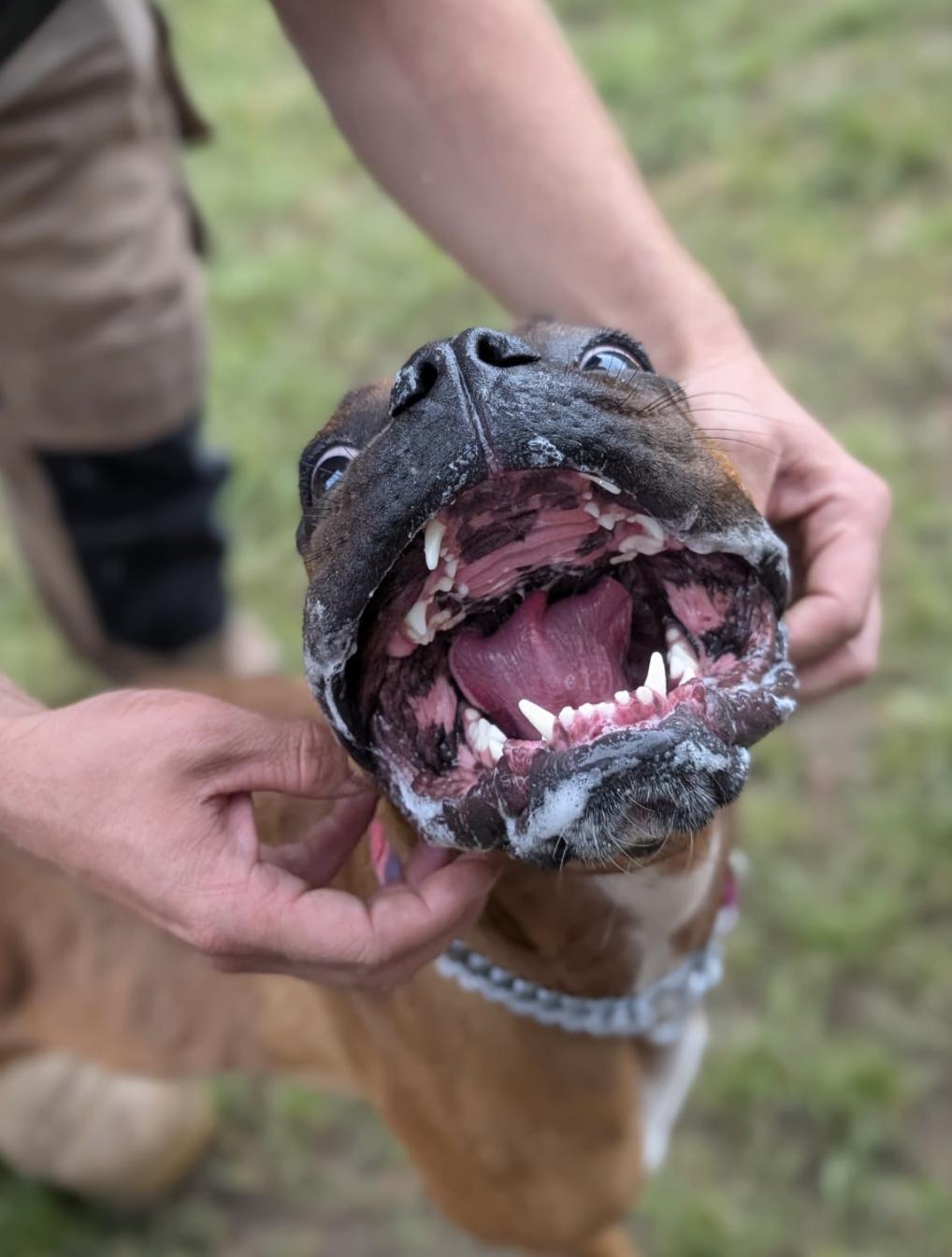 Enlarge Mia, a Adopted mixed breed in London, ON image 2/5