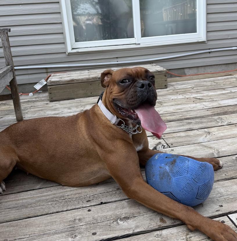 Enlarge Mia, a Adopted mixed breed in London, ON image 5/5