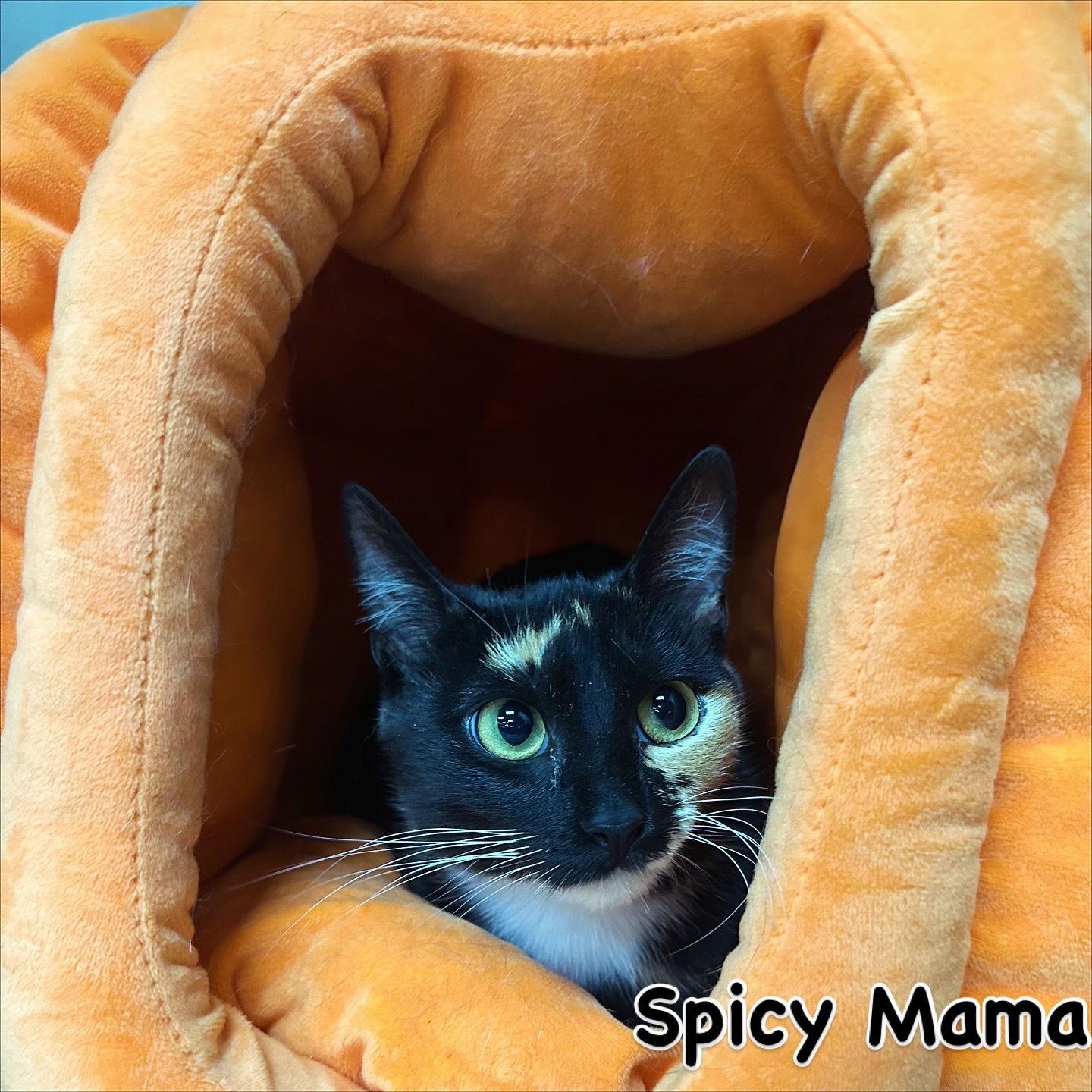 Spicy, Adoptable, Adult Female Domestic Short Hair.
