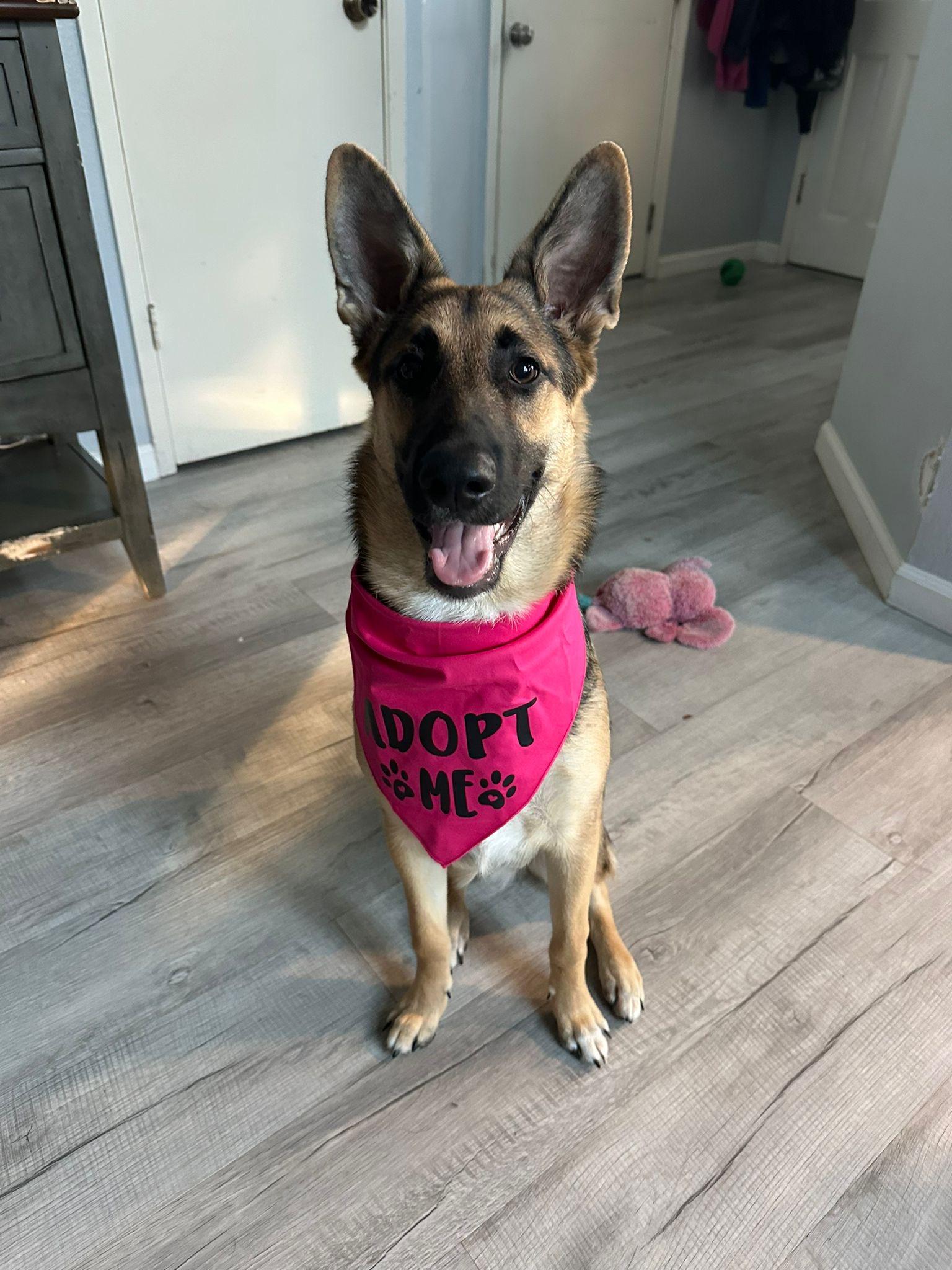 Enlarge Lilly, a Adopted German Shepherd Dog in Discovery Bay, CA image 1/6