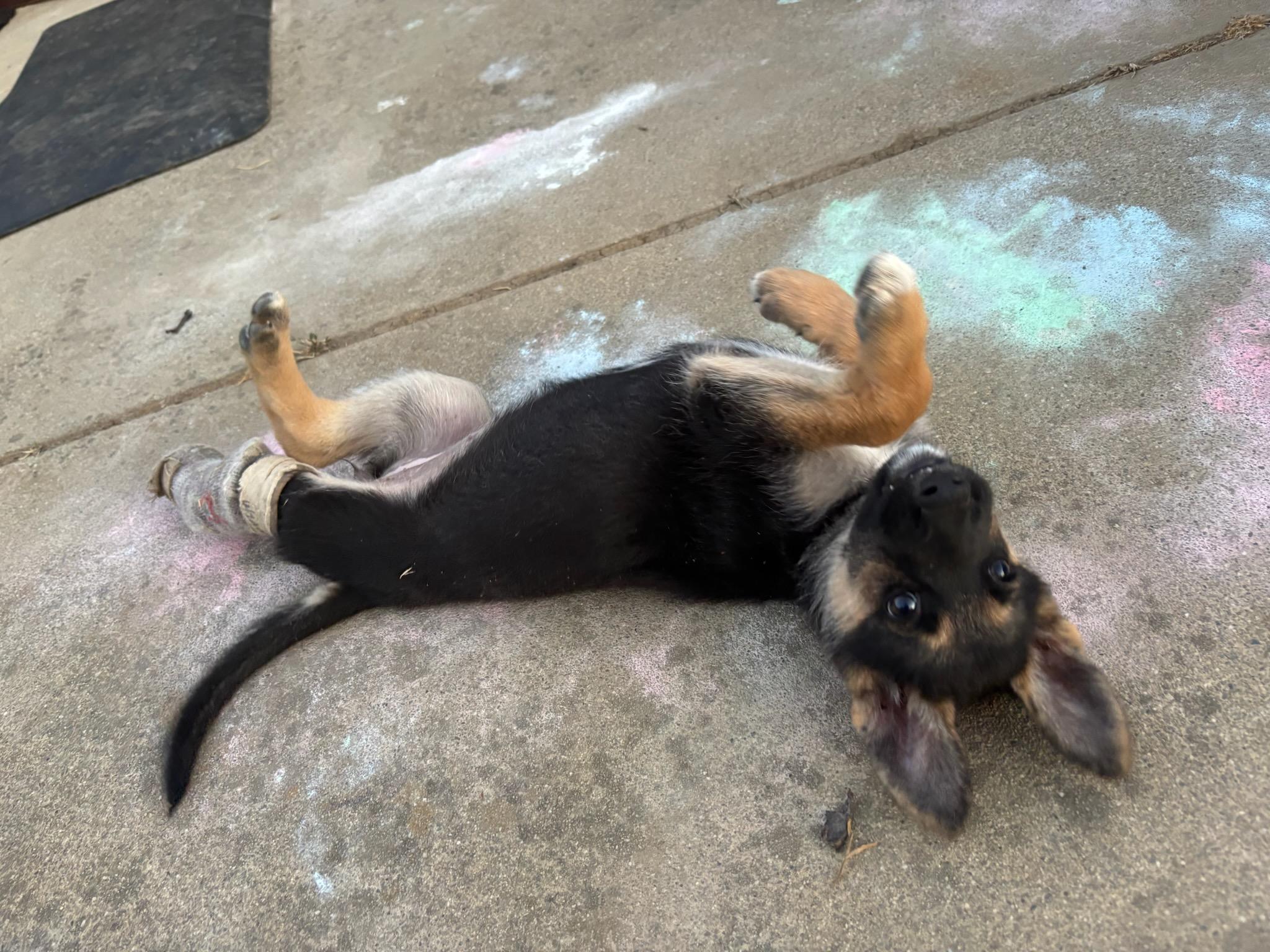 Enlarge Lilly, a Adopted German Shepherd Dog in Discovery Bay, CA image 2/6