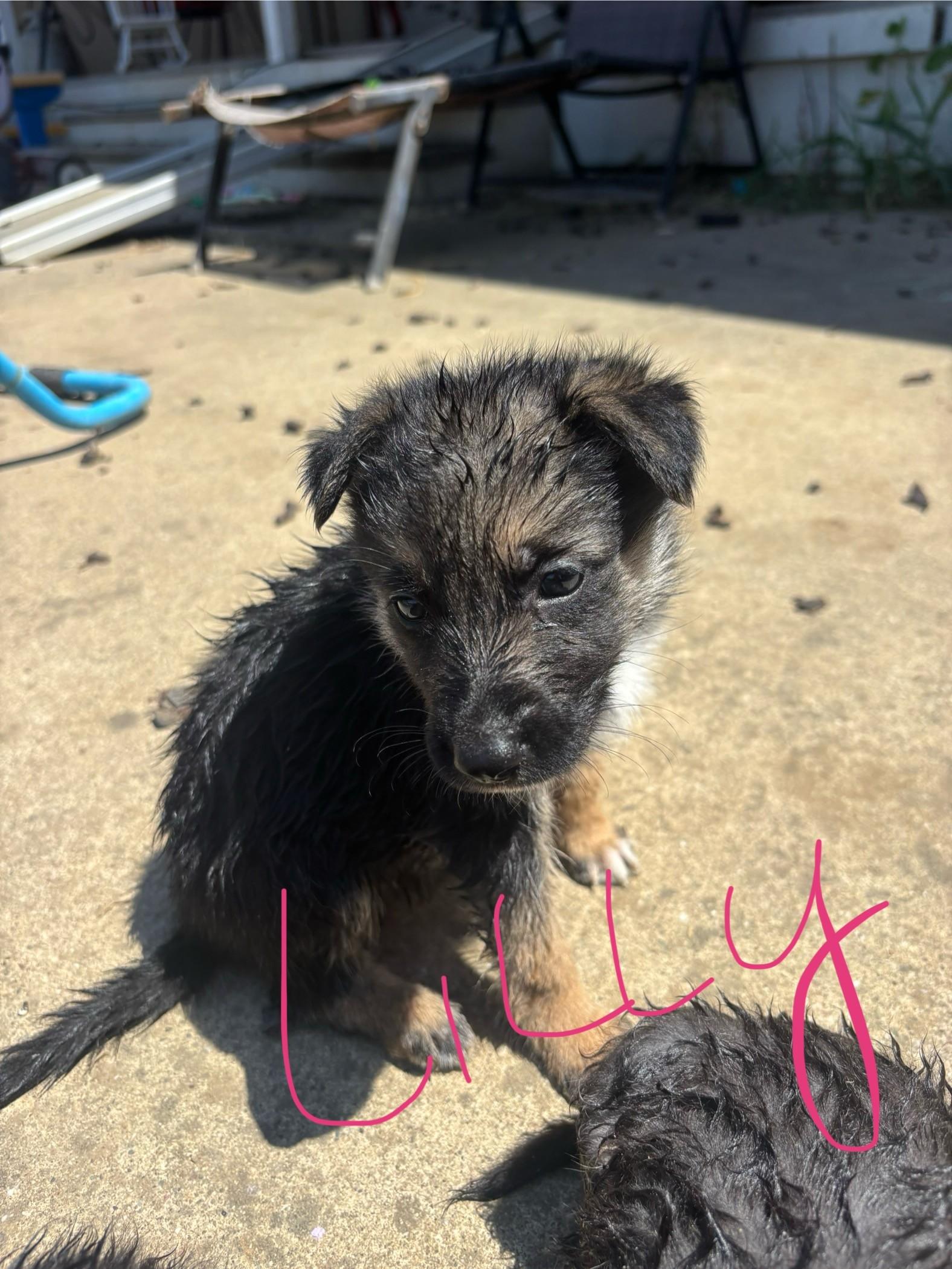 Enlarge Lilly, a Adopted German Shepherd Dog in Discovery Bay, CA image 4/6