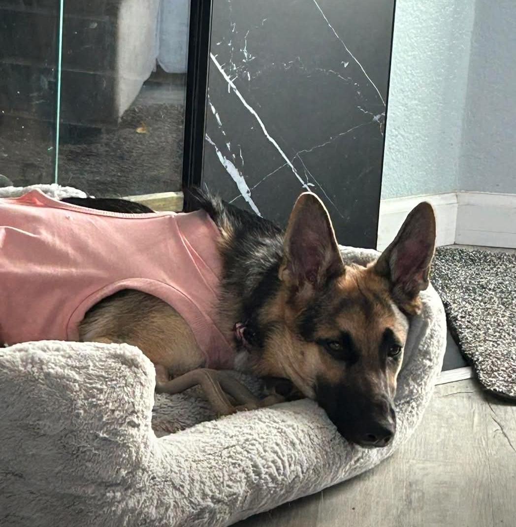 Enlarge Lilly, a Adopted German Shepherd Dog in Discovery Bay, CA image 5/6