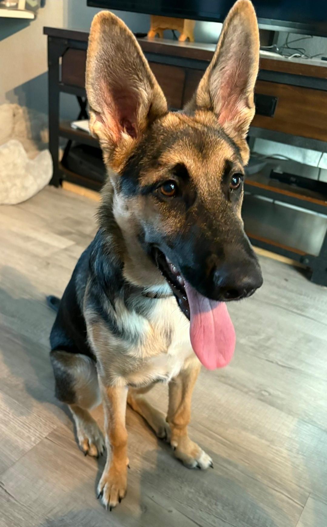 Enlarge Lilly, a Adopted German Shepherd Dog in Discovery Bay, CA image 6/6