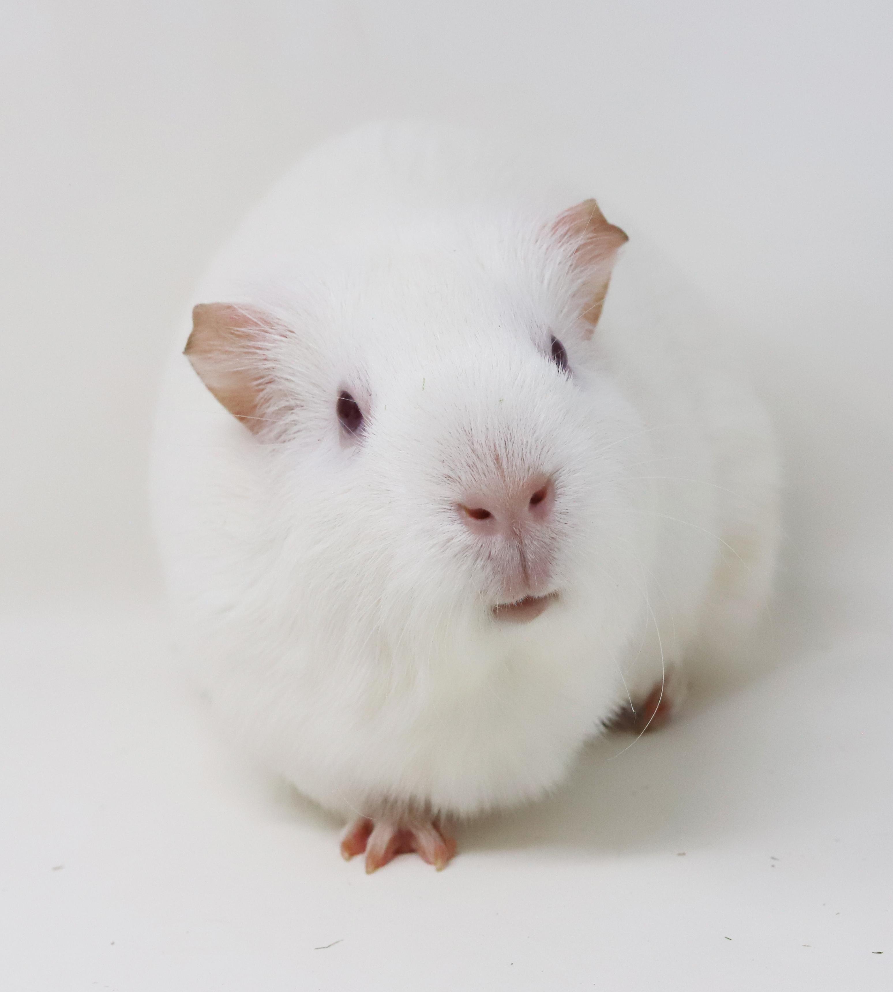 Popcorn is teeny tiny adorableness! Bonded TRIO!, a Adoptable mixed breed in Bedford Hills, NY image 2/6