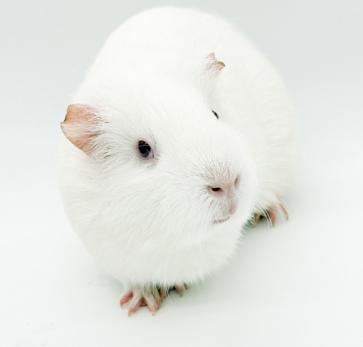 Popcorn is teeny tiny adorableness! Bonded TRIO!, a Adoptable mixed breed in Bedford Hills, NY image 5/6