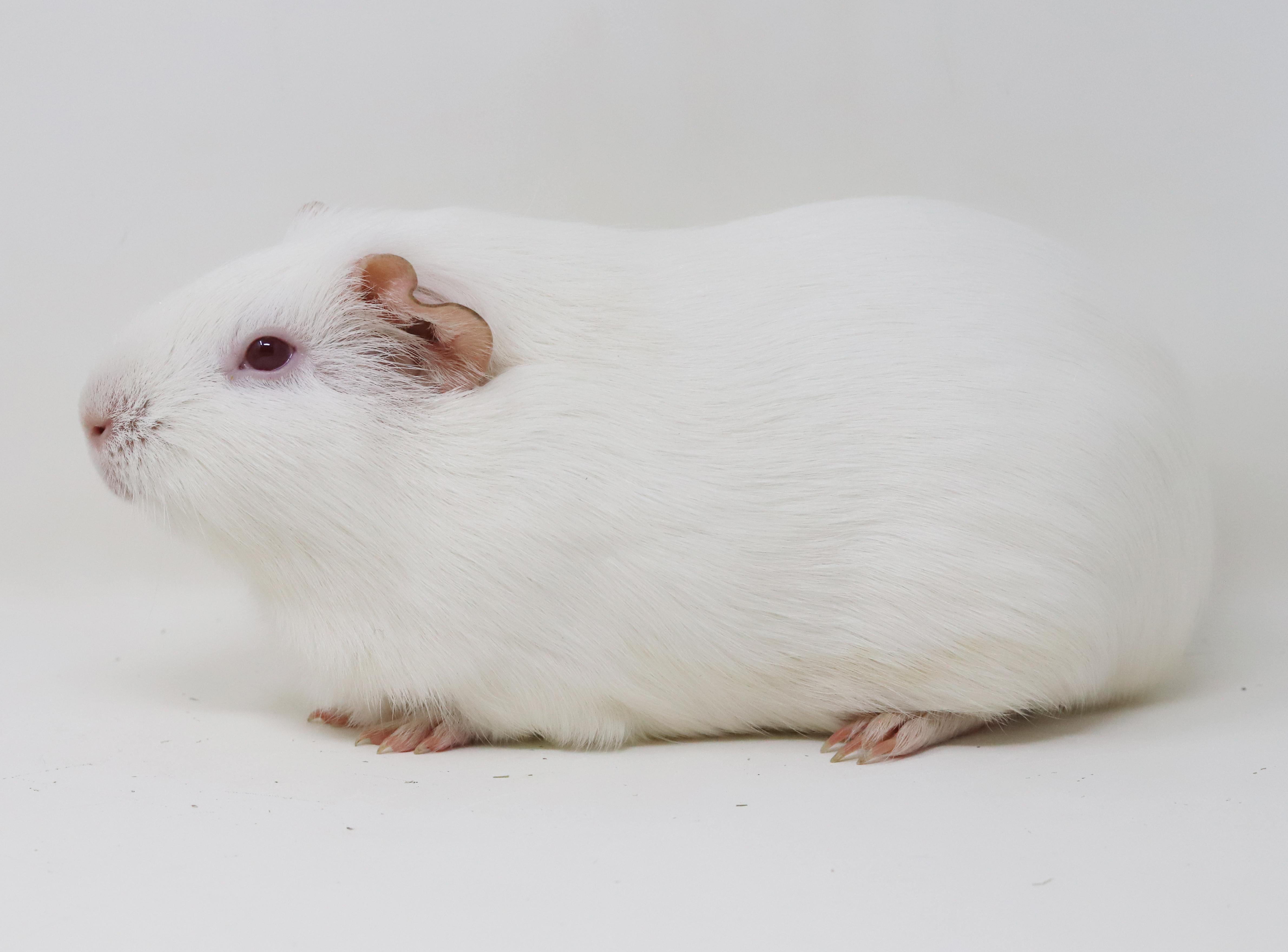 Popcorn is teeny tiny adorableness! Bonded TRIO!, a Adoptable mixed breed in Bedford Hills, NY image 6/6