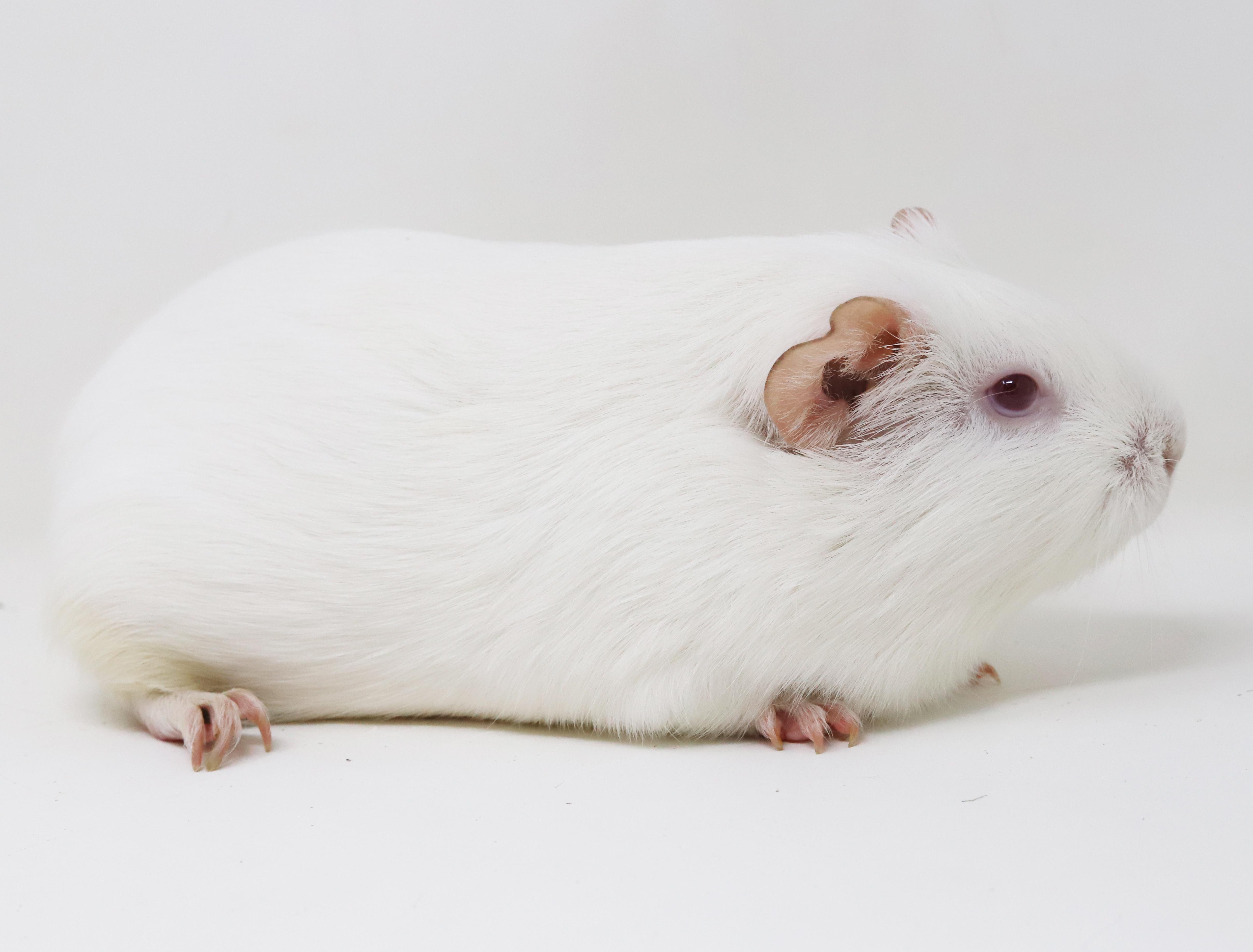 Popcorn is teeny tiny adorableness! Bonded TRIO!, a Adoptable mixed breed in Bedford Hills, NY image 4/6