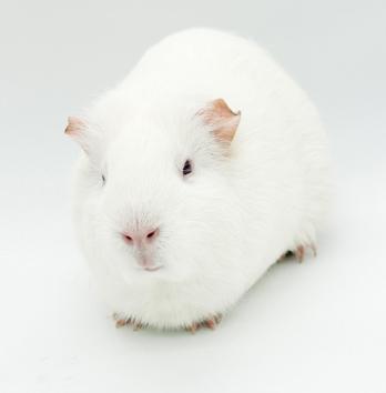 Popcorn is teeny tiny adorableness! Bonded TRIO!, a Adoptable mixed breed in Bedford Hills, NY image 3/6