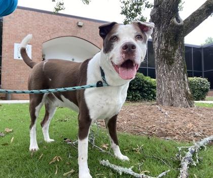 Enlarge Doorsey (Foster), a Adoptable Mixed Breed in Atlanta, GA image 1/6