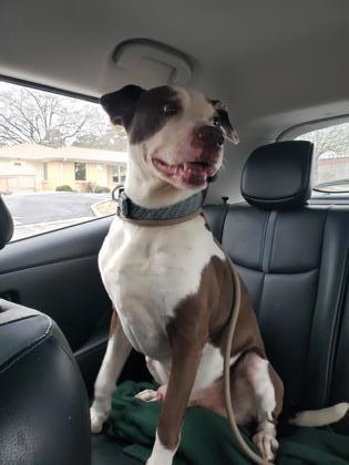 Doorsey- In foster, a Adoptable Mixed Breed in Atlanta, GA image 1/3