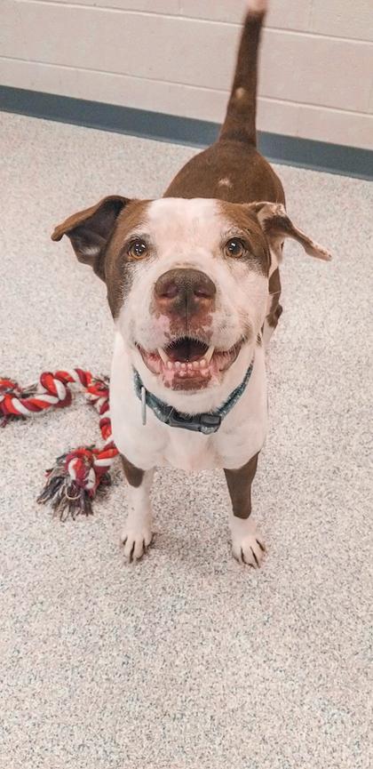 Enlarge Doorsey (Foster), a Adoptable Mixed Breed in Atlanta, GA image 3/6