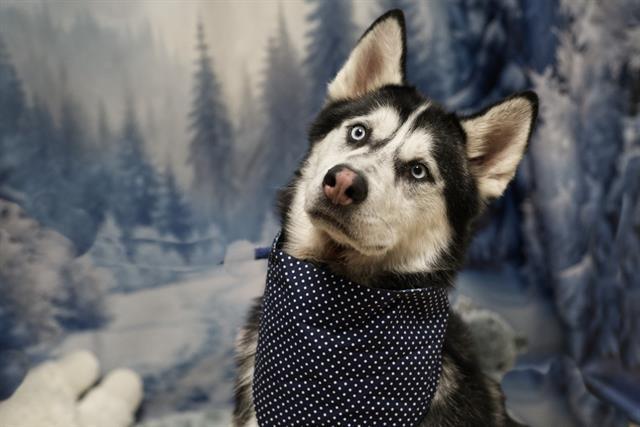 Enlarge JACKSON, a Adoptable Siberian Husky in South Lake Tahoe, CA image 1/1