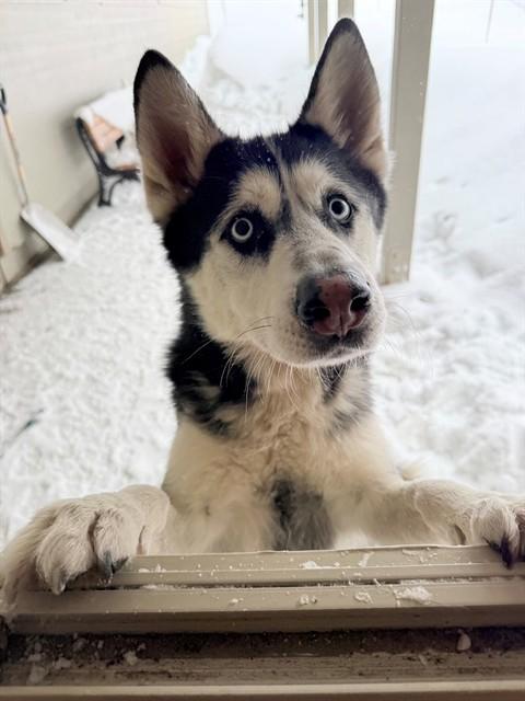 Enlarge JACKSON, a Adoptable Siberian Husky in South Lake Tahoe, CA image 1/2