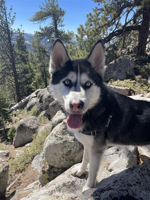 JACKSON, Adoptable, Adult Male Siberian Husky.