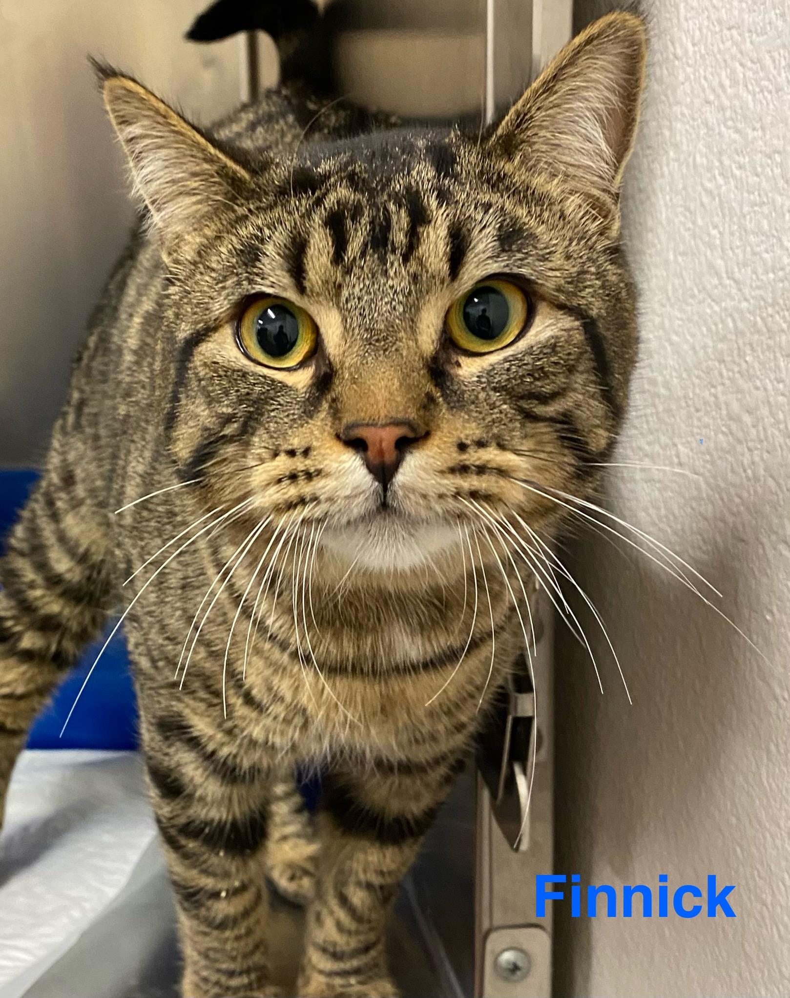 Finnick, ADOPTABLE, Adult Male Tabby.