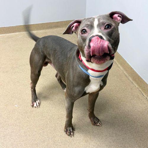 Enlarge RAWLII STORM, a Adoptable Pit Bull Terrier in Aurora, CO image 1/1