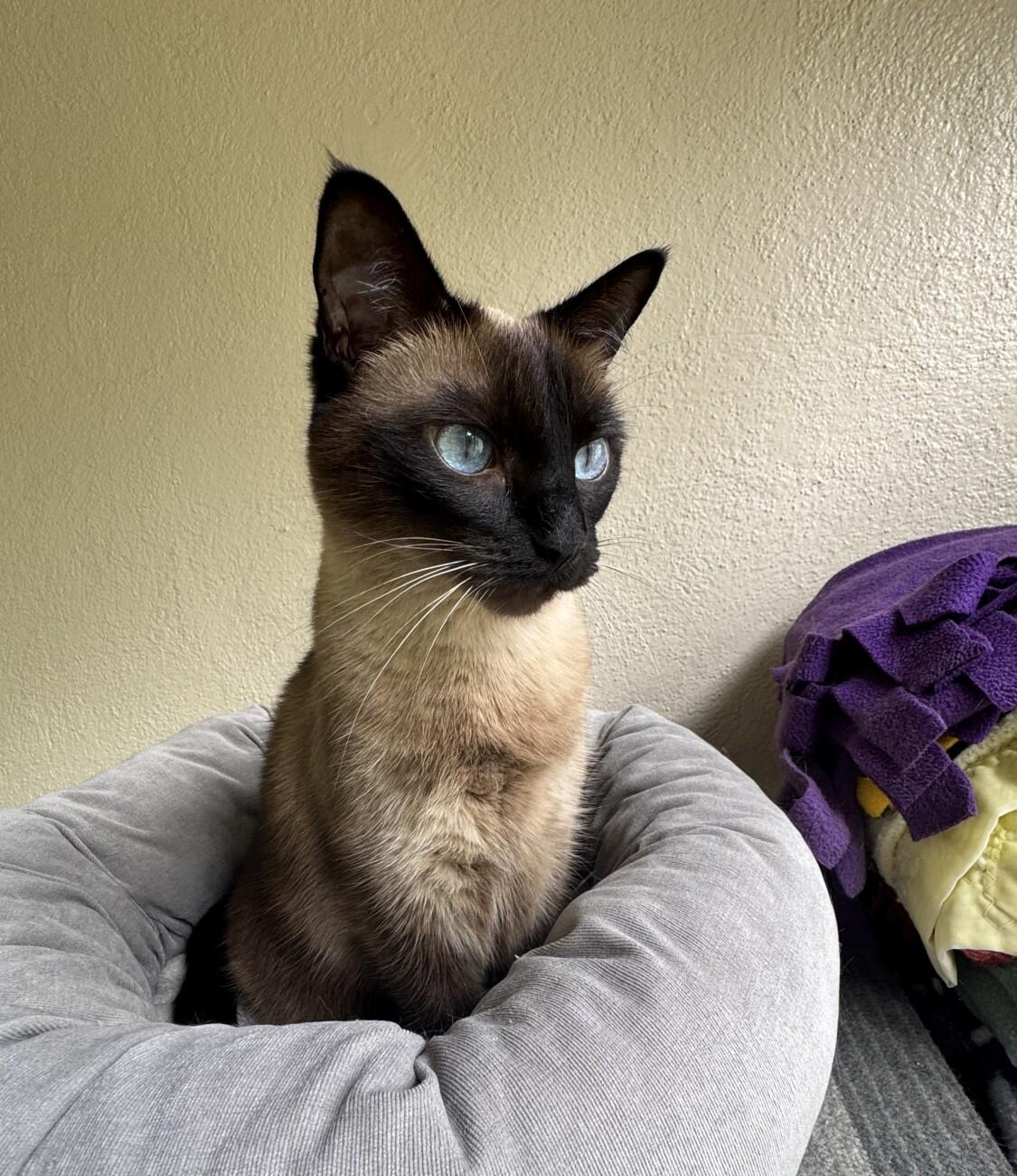 FIJI, ADOPTABLE, Adult Female Siamese.