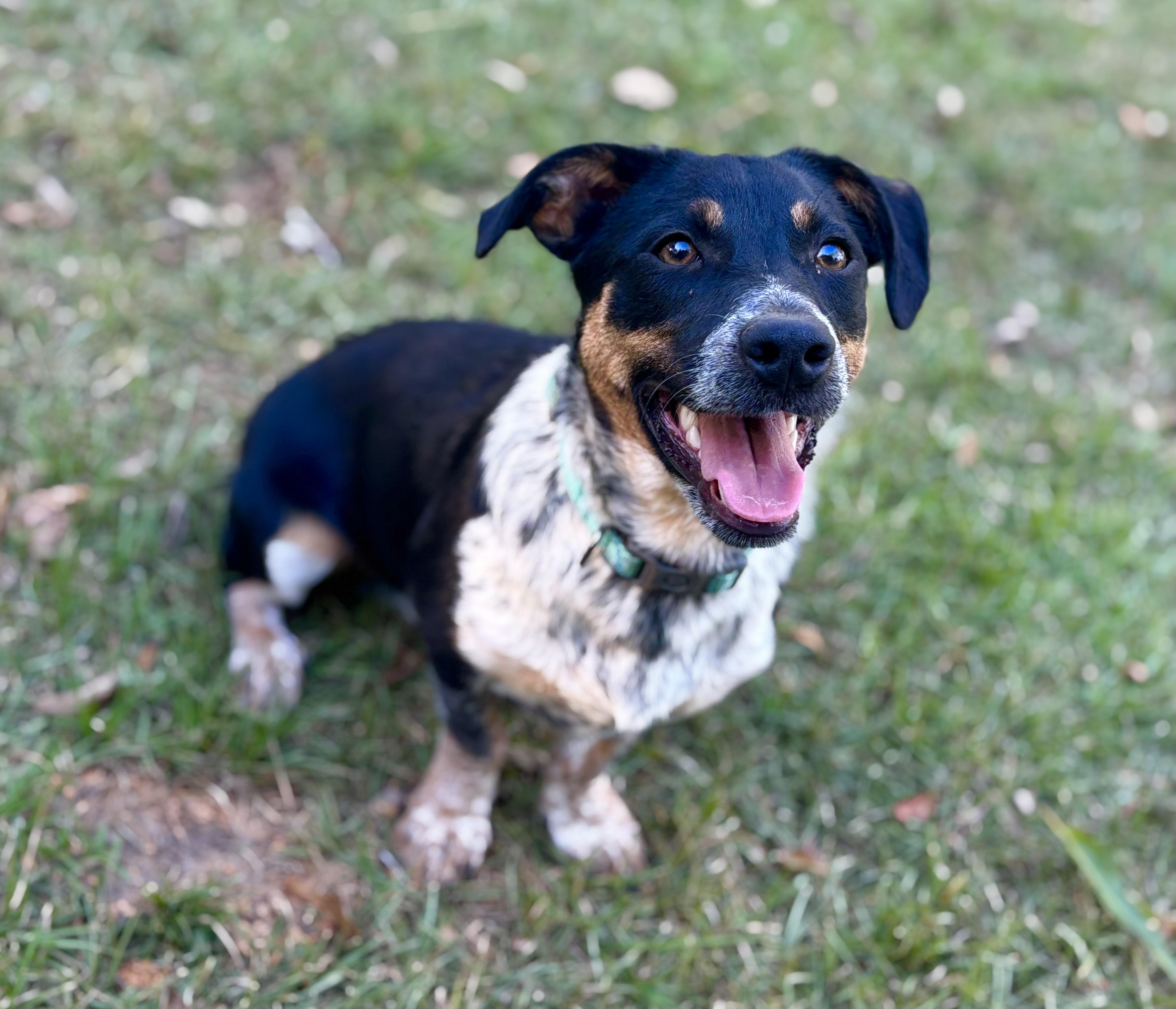 Enlarge Vinny, a Adoptable mixed breed in Brattleboro, VT image 6/6