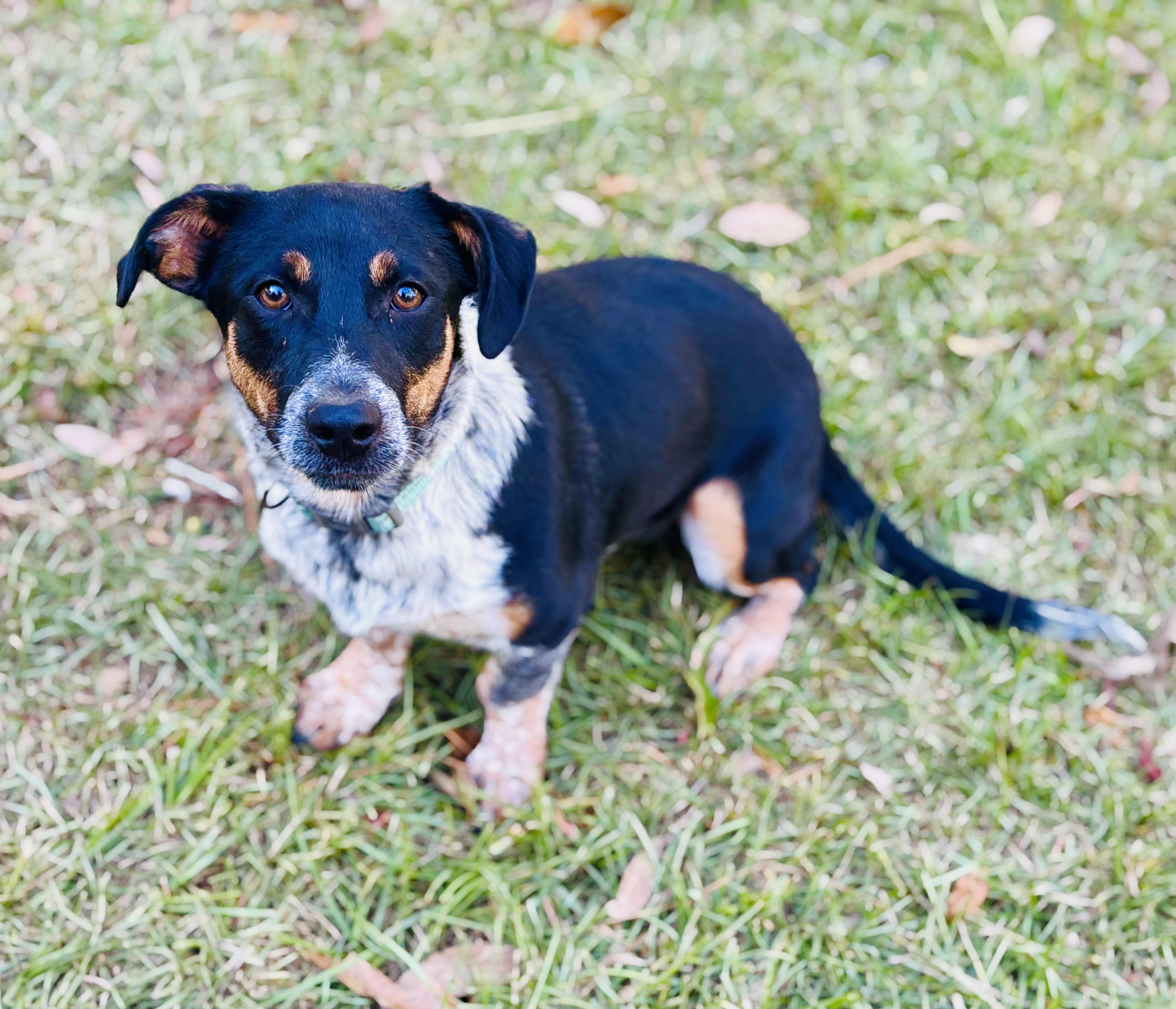 Enlarge Vinny, a Adoptable mixed breed in Brattleboro, VT image 1/6