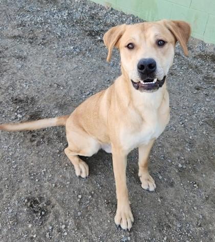 Enlarge Rex, a ADOPTABLE mixed breed in Butte, MT image 1/1