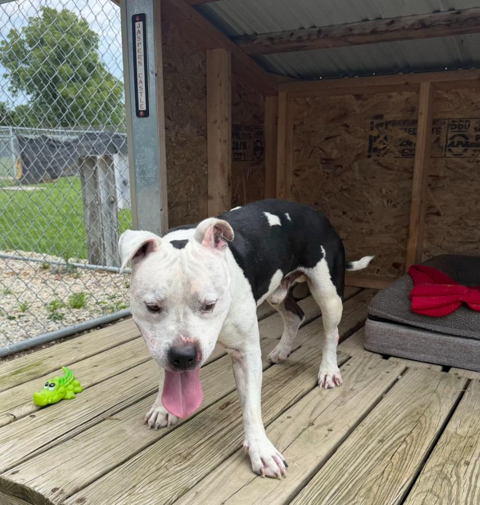 Tux, Adoptable, Adult Male Bull Terrier & Mixed Breed.