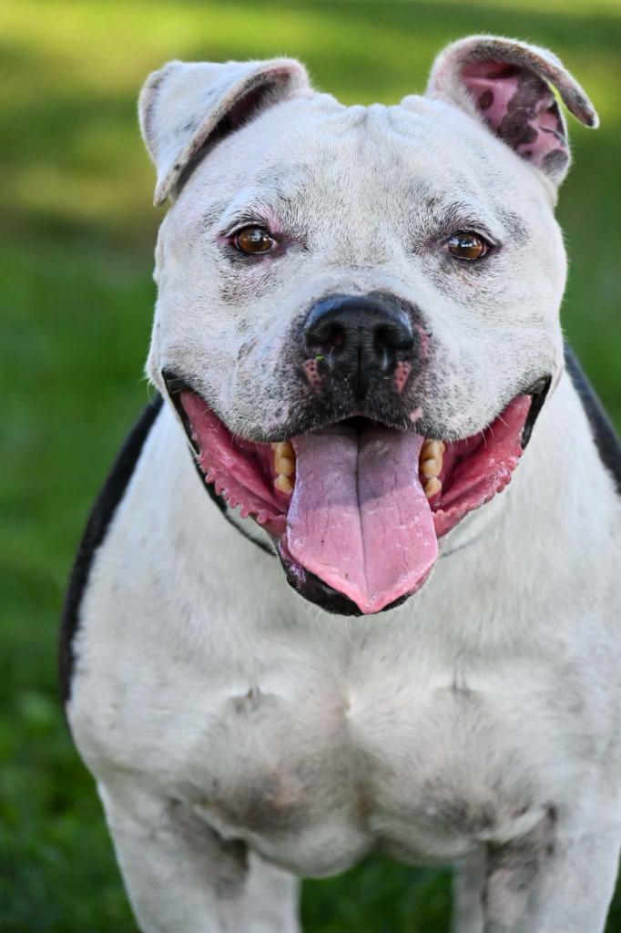 Enlarge Tux, a Adoptable mixed breed in Lagrange, IN image 2/3