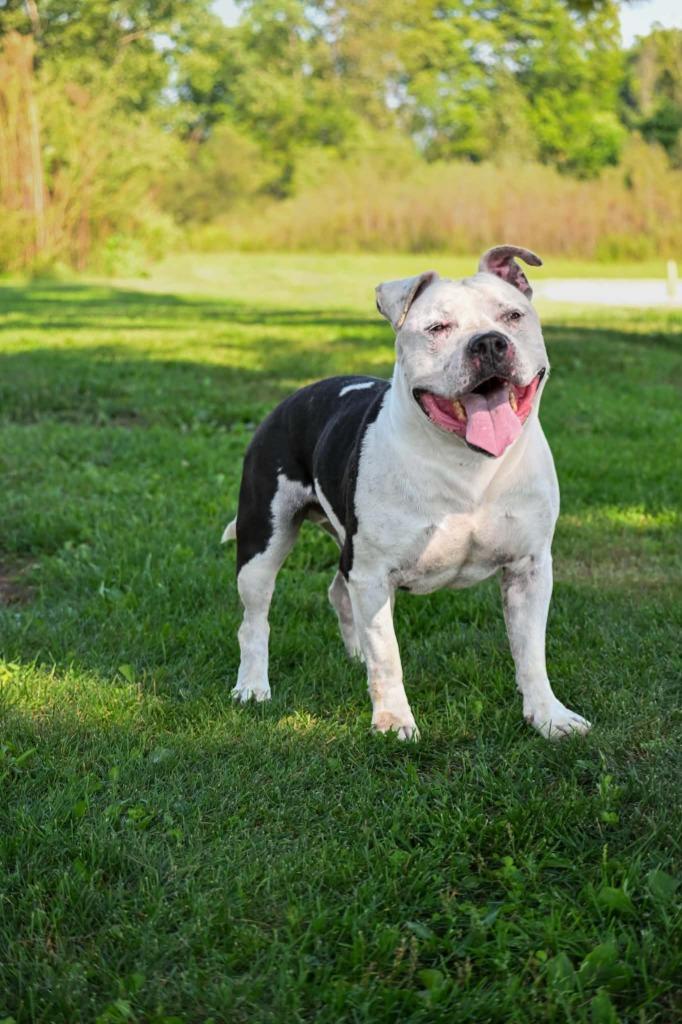 Enlarge Tux, a Adoptable mixed breed in Lagrange, IN image 3/3