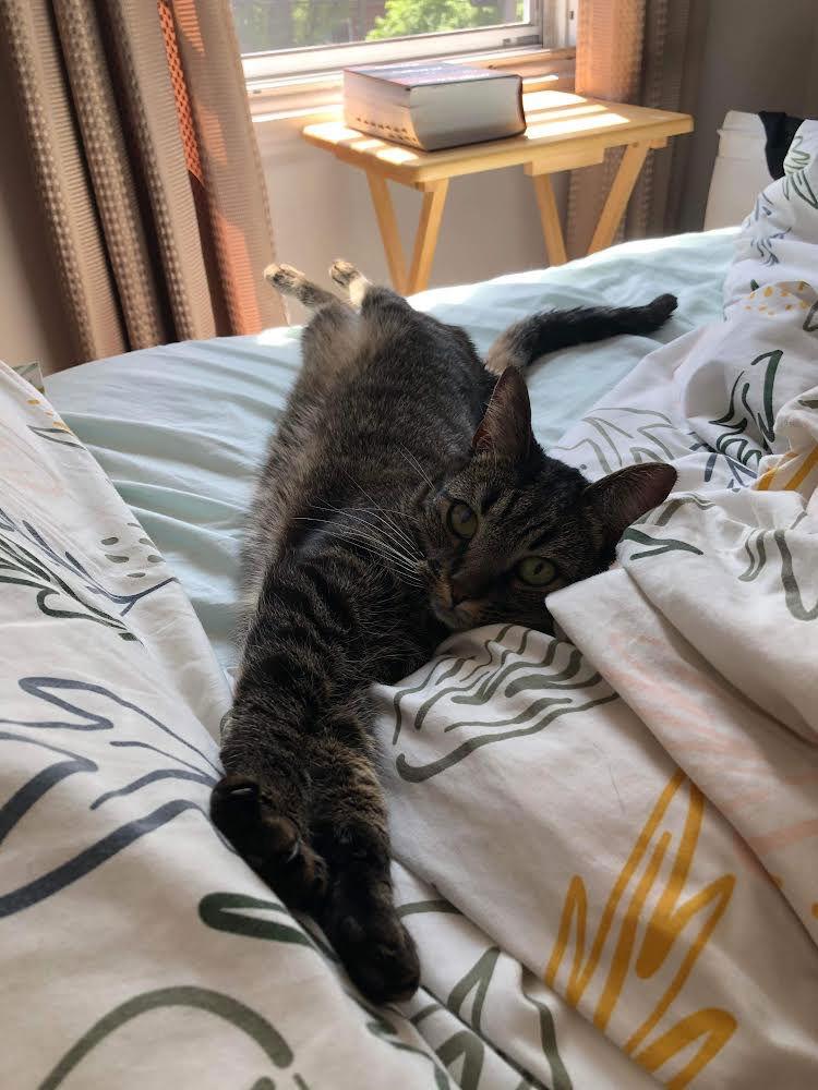 Simone, Adoptable, Adult Female Domestic Short Hair.