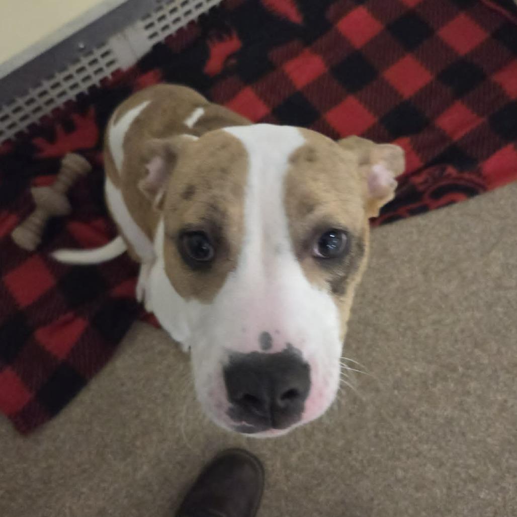 Enlarge Allie, a Adoptable Mixed Breed in Ballston Spa, NY image 2/4